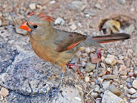 Northern Cardinal (Cardinalis cardinalis)