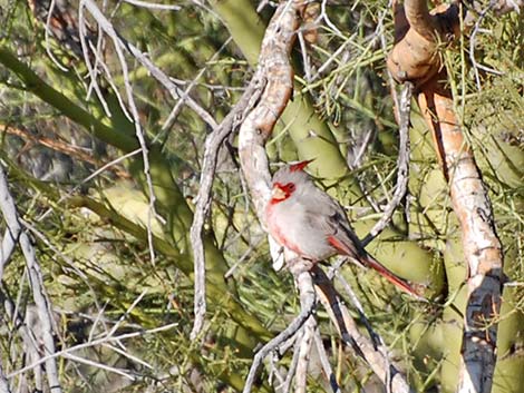 Pyrrhuloxia (Cardinalis sinuatus)