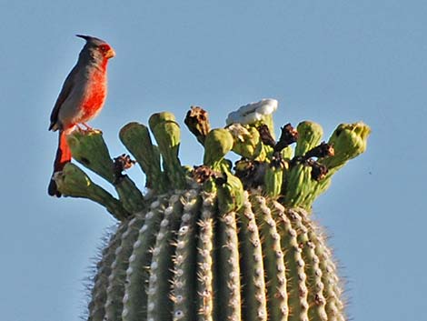 Pyrrhuloxia (Cardinalis sinuatus)