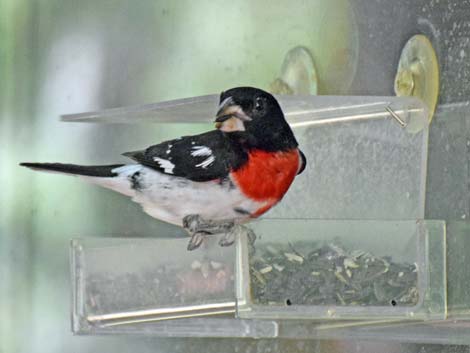 Rose-breasted Grosbeak (Pheucticus ludovicianus)