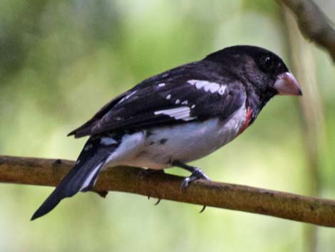 Rose-breasted Grosbeak (Pheucticus ludovicianus)