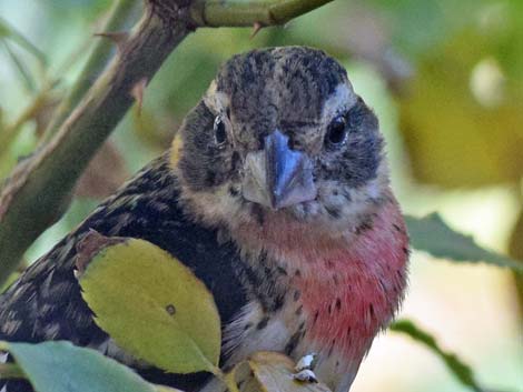 Rose-breasted Grosbeak (Pheucticus ludovicianus)