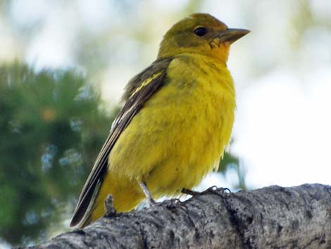 Western Tanager (Piranga ludoviciana)