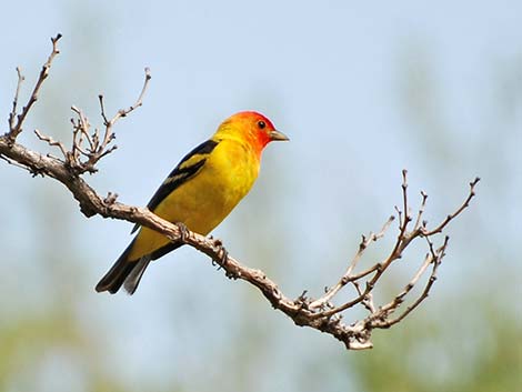 Western Tanager (Piranga ludoviciana)