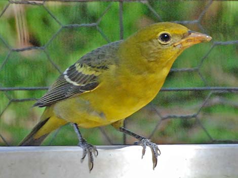 Western Tanager (Piranga ludoviciana)