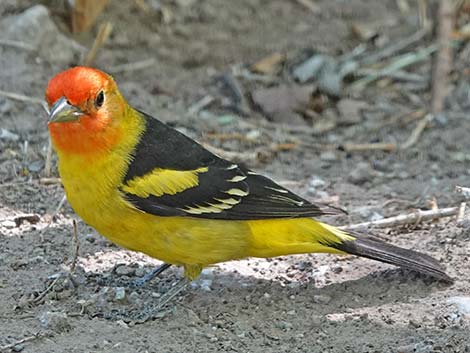 Western Tanager (Piranga ludoviciana)