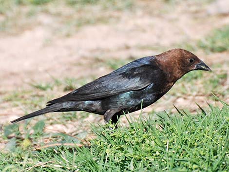 Brown-headed Cowbird (Molothrus ater)