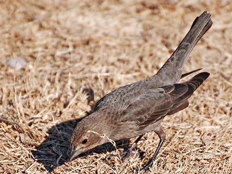 Brown-headed Cowbird (Molothrus ater)