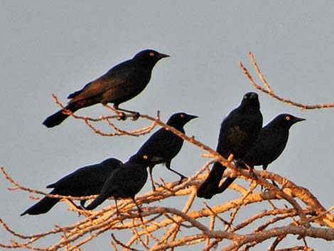 Brewer's Blackbird (Euphagus cyanocephalus)