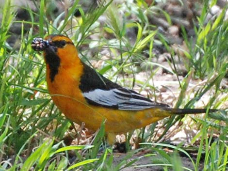 Bullock's Oriole (Icterus bullockii)