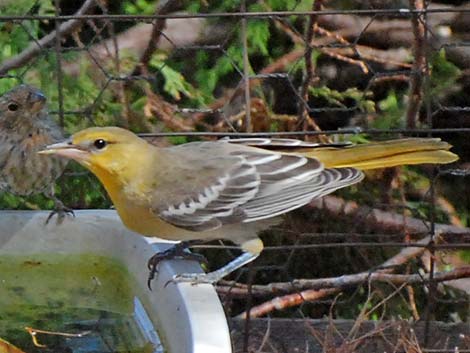 Bullock's Oriole (Icterus bullockii)