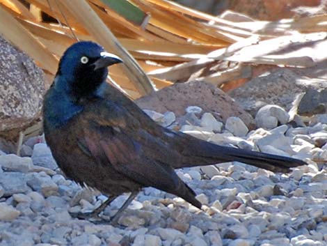 Common Grackle (Quiscalus quiscula)