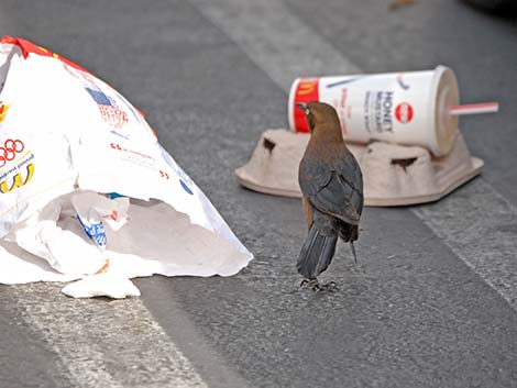 Great-tailed Grackle (Quiscalus mexicanus)