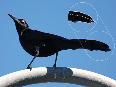 Great-tailed Grackle (Quiscalus mexicanus)