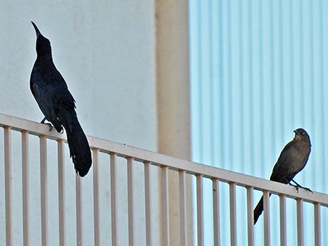 Great-tailed Grackle (Quiscalus mexicanus)