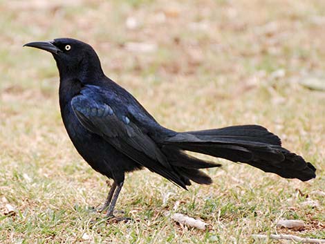 Great-tailed Grackle (Quiscalus mexicanus)