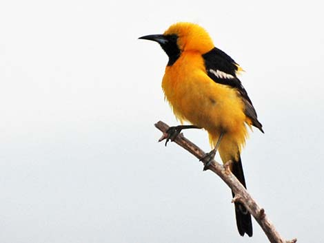 Hooded Oriole (Icterus cucullatus)