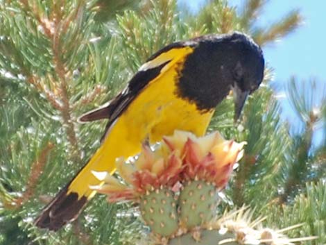 Scott's Oriole (Icterus parisorum)