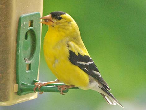 American Goldfinch (Carduelis tristis)