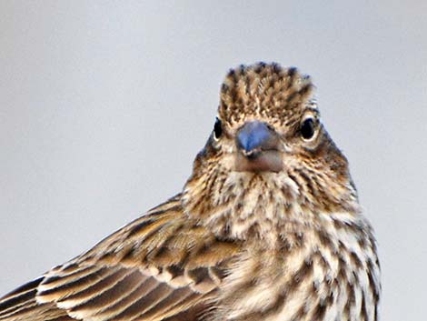 Cassin's Finch (Carpodacus cassinii)