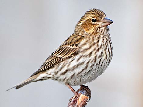 Cassin's Finch (Carpodacus cassinii)