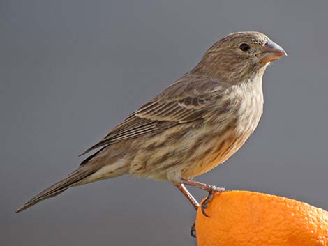 House Finch (Carpodacus mexicanus)