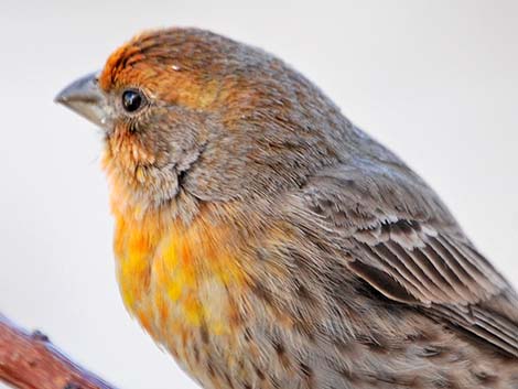 House Finch (Carpodacus mexicanus)