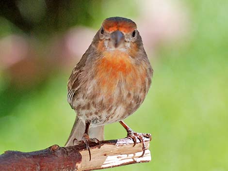 House Finch (Carpodacus mexicanus)