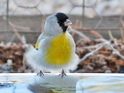 Lawrence's Goldfinch (Spinus lawrencei)