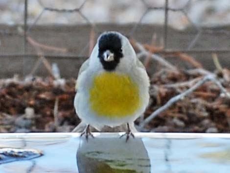 Lawrence's Goldfinch (Spinus lawrencei)