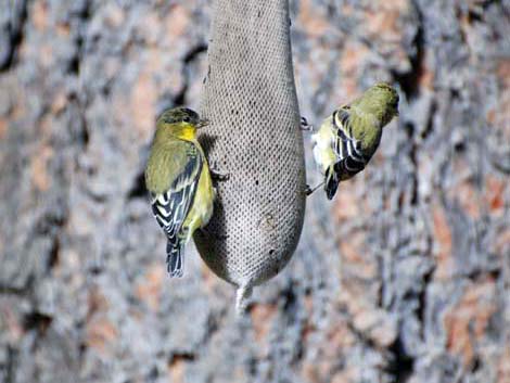 Lesser Goldfinch (Carduelis psaltria)