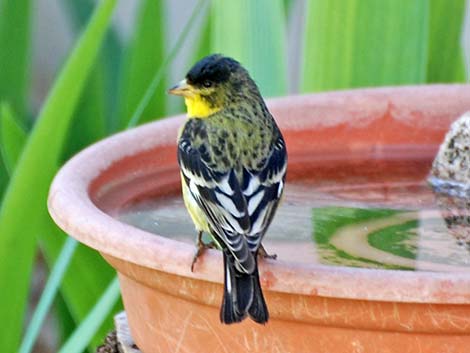 Lesser Goldfinch (Carduelis psaltria)