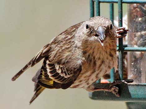 Pine Siskin (Carduelis pinus)