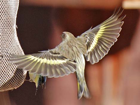 Pine Siskin (Carduelis pinus)