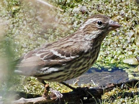 Purple Finch (Carpodacus purpureus)