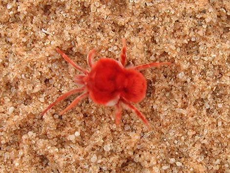 Velvet Mite (Family Trombidiidae, Dinothrombium spp.)