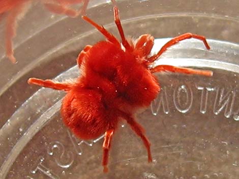 Velvet Mite (Family Trombidiidae, Dinothrombium spp.)