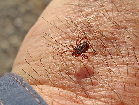 Bighorn Sheep Tick (Dermacentor hunteri)