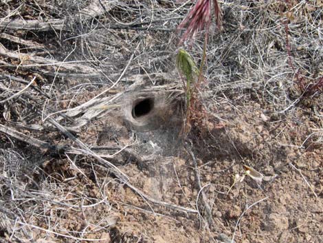 Funnel Weaver Spider (Family Agelenidae)