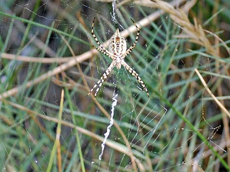 Araneidae