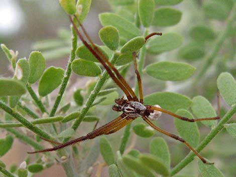 Araneidae