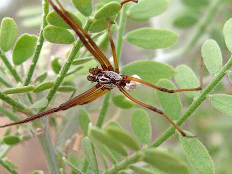 Araneidae