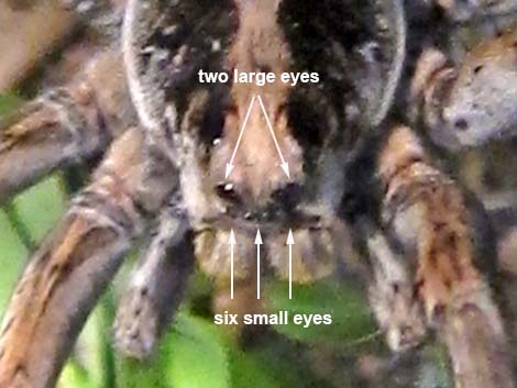 Wolf Spiders (Family Lycosidae)