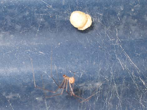 Theridiidae