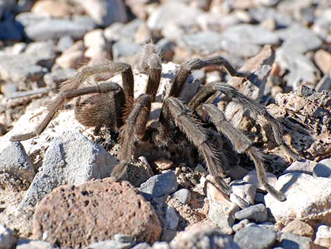 Desert Tarantula (Aphonopelma iodius)