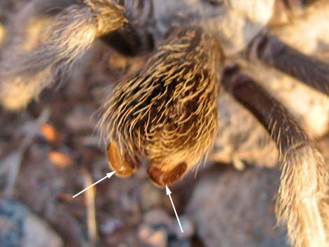 Desert Tarantula (Aphonopelma iodius)