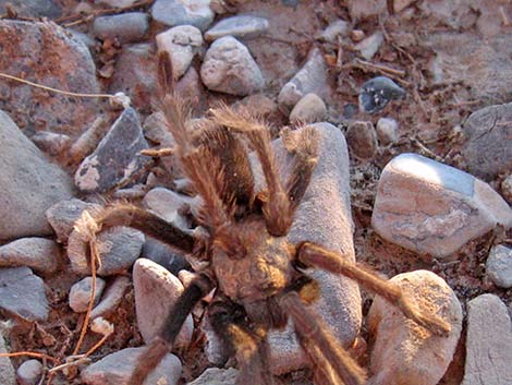 Desert Tarantula (Aphonopelma iodius)