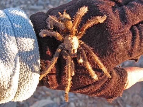 Desert Tarantula (Aphonopelma iodius)