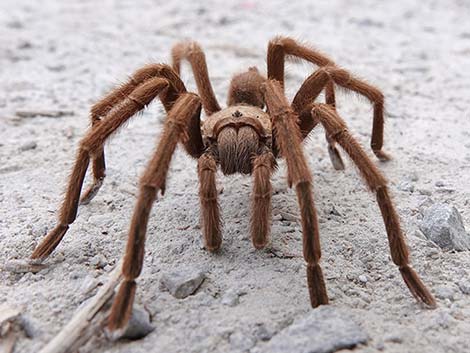 Desert Tarantula (Aphonopelma iodius)