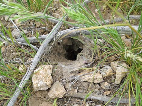 Desert Tarantula (Aphonopelma iodius)